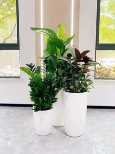 宁波前湾植物出租，服务超贴心，绿植焕新颜！